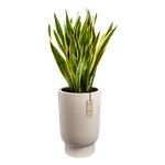amber grail high 40cm balanced beige